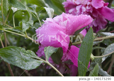 Vibrant Pink Peony Flower Covered in Raindrops Closeup 140173290