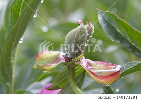 Fuzzy Peony Seed Pod with Rain Droplets Closeup 140173291