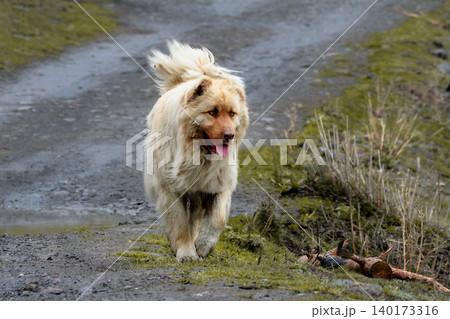 Fluffy dog bounds joyfully across muddy path. 140173316