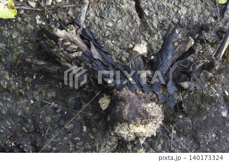 Charred and Gnarled Tree Root on Muddy Ground Closeup Charred and Gnarled Tree Root on Muddy Ground Closeup 140173324