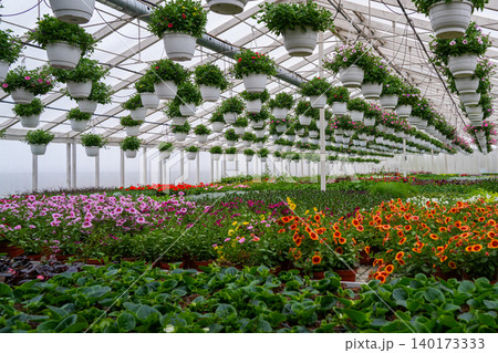 Rows of hanging flower baskets above colorful blooming plants in commercial greenhouse nursery Rows of hanging flower baskets above colorful blooming plants in commercial greenhouse nursery 140173333