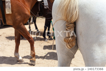 Show off horse ready for the fair	 140173366