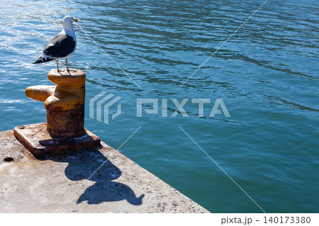Seagull Perched on Old Rusted Noray in Coastal Fishing Port of South Africa Seagull Perched on Old Rusted Noray in Coastal Fishing Port of South Africa 140173380