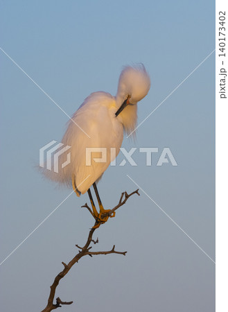 Snowy Egret, Egretta thula , perched, La Pampa Province, Patagonia, Argentina. Snowy Egret, Egretta thula , perched, La Pampa Province, Patagonia, Argentina. 140173402