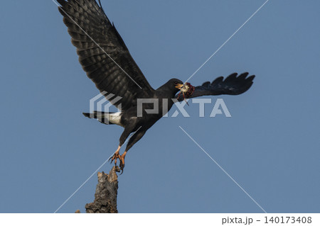 Snail Kite , Ibera Marsh National Park , Corrientes  province, Patagonia , Argentina. 140173408