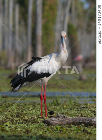 Maguari Stork, La Estrella marsh, Nature Reserve, Formosa Province, Argentina. Maguari Stork, La Estrella marsh, Nature Reserve, Formosa Province, Argentina. 140173409