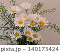 ヒナギク 140173424