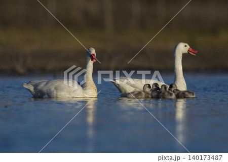 Coscoroba swans in lagoon envirinment, La Pampa 140173487
