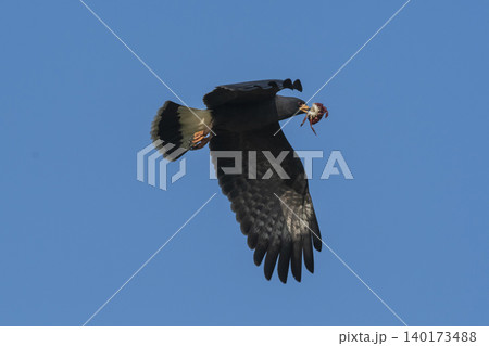 Snail Kite , Ibera Marsh National Park  140173488
