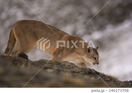Puma walking in mountain environment, Puma walking in mountain environment, 140173708