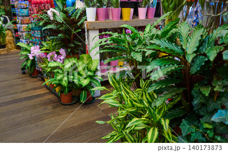 Vibrant Green Plants Adorn the Bustling Flower Market in Amsterdam's Lively City Center, Capturing the Essence of Local Charm Vibrant Green Plants Adorn the Bustling Flower Market in Amsterdam's Lively City Center, Capturing the Essence of Local Charm 140173873