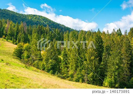 nature scenery with coniferous forest in mountain. carpathian landscape with spruce woodland on the hill. ukraine nature background in early autumn nature scenery with coniferous forest in mountain. carpathian landscape with spruce woodland on the hill. ukraine nature background in early autumn 140173891