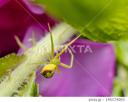 Yellow-Green Crab Spider on Pink Flower Petal Yellow-Green Crab Spider on Pink Flower Petal 140174003