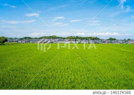 青空が広がる田園地帯と住宅街《夏の田んぼの風景》 青空が広がる田園地帯と住宅街《夏の田んぼの風景》 140174168