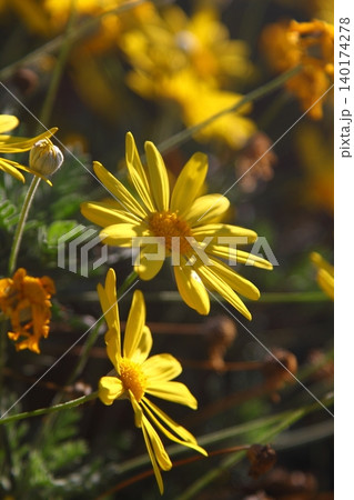 Beautiful flowers blooming in the garden, Bodrum Turkey Beautiful flowers blooming in the garden, Bodrum Turkey 140174278