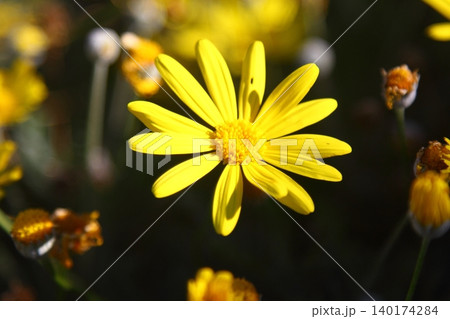 Beautiful flowers blooming in the garden, Bodrum Turkey 140174284