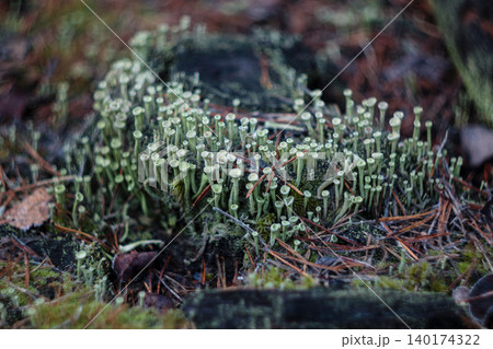 Cladonia lichen colony with distinctive cup shaped pale green podetia Cladonia lichen colony with distinctive cup shaped pale green podetia 140174322
