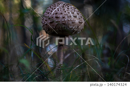 Large parasol mushroom Macrolepiota procera rising among forest 140174324