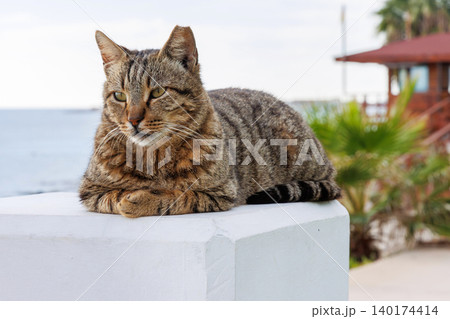 Tabby cat resting on a white concrete pedestal near the sea in Paphos, Cyprus, looking toward the camera in a sphinx pose. Tabby cat resting on a white concrete pedestal near the sea in Paphos, Cyprus, looking toward the camera in a sphinx pose. 140174414