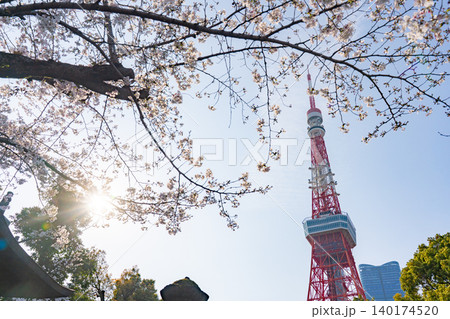 増上寺の桜と東京タワー 140174520