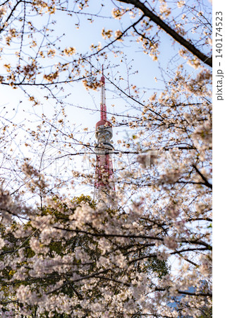 増上寺の桜と東京タワー 140174523