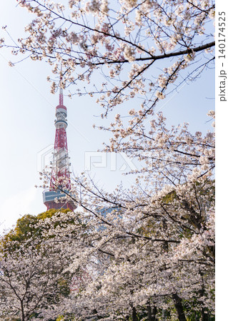 増上寺の桜と東京タワー 140174525