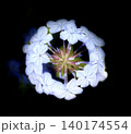 青い花 140174554