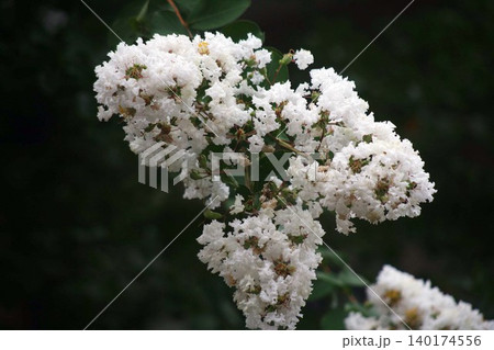 白いサルスベリの花 白いサルスベリの花 140174556