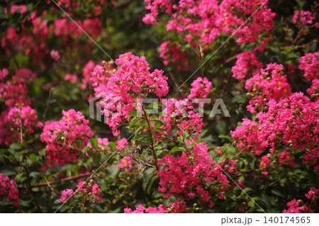 赤いサルスベリの花 赤いサルスベリの花 140174565