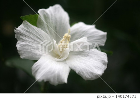 ムクゲ 純白の花 ムクゲ 純白の花 140174573