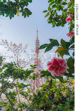 増上寺の桜とツバキと東京タワー 増上寺の桜とツバキと東京タワー 140174655