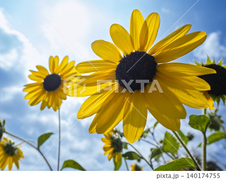青空へ強く弾ける、夏のまぶしい生命力 青空へ強く弾ける、夏のまぶしい生命力 140174755