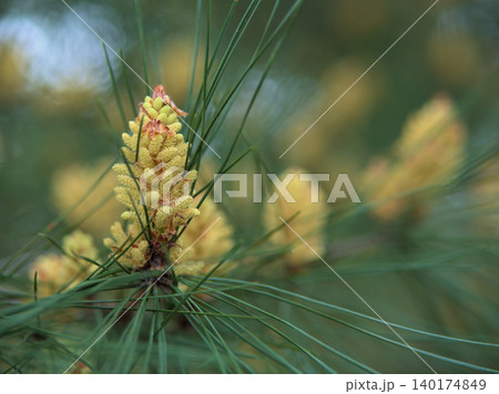 4月に可愛らしく咲いた赤松の花 4月に可愛らしく咲いた赤松の花 140174849