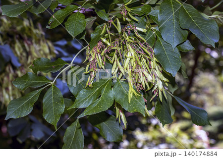 Fruiting branches of Fraxinus ornus with mature samaras in Slovakia 140174884
