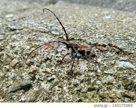 奥利根のブナ林に潜む飛べないカミキリ、フジコブヤハズカミキリ 140175069