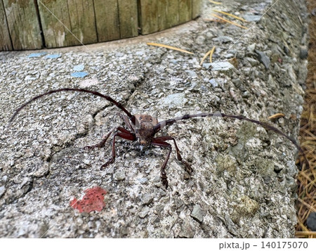 奥利根のブナ林に潜む飛べないカミキリ、フジコブヤハズカミキリ 140175070