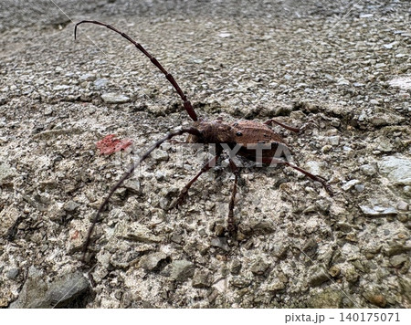 奥利根のブナ林に潜む飛べないカミキリ、フジコブヤハズカミキリ 140175071