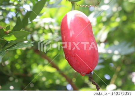 Ivy gourd, Coccinia grandis plant on farm Ivy gourd, Coccinia grandis plant on farm 140175355