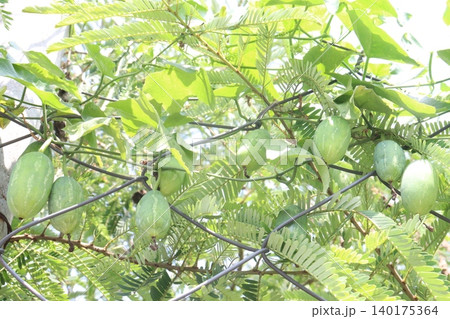 Ivy gourd, Coccinia grandis plant on farm Ivy gourd, Coccinia grandis plant on farm 140175364