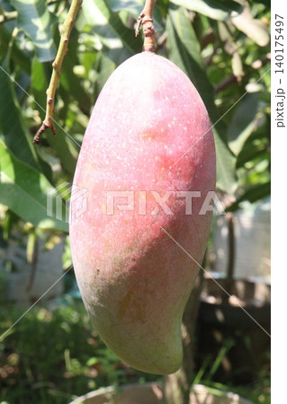 mango on tree in farm for sell are cash crops mango on tree in farm for sell are cash crops 140175497