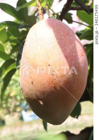 mango on tree in farm for sell are cash crops 140175499