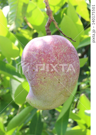 mango on tree in farm for sell are cash crops mango on tree in farm for sell are cash crops 140175501