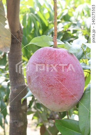 mango on tree in farm for sell are cash crops 140175503