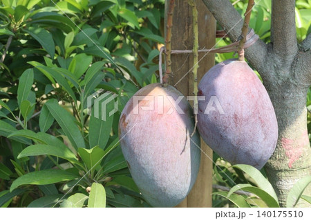 mango on tree in farm for sell are cash crops mango on tree in farm for sell are cash crops 140175510