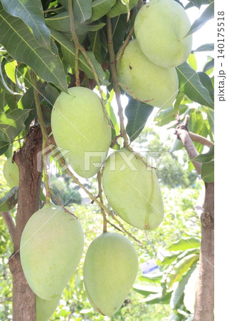 mango on tree in farm for sell are cash crops 140175518