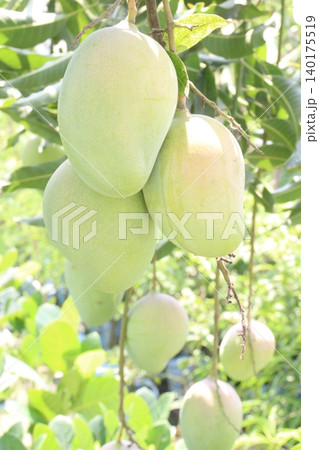mango on tree in farm for sell are cash crops 140175519
