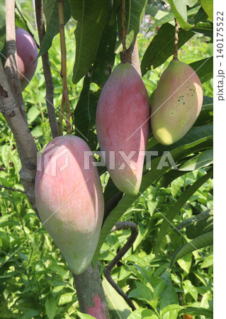 mango on tree in farm for sell are cash crops 140175522