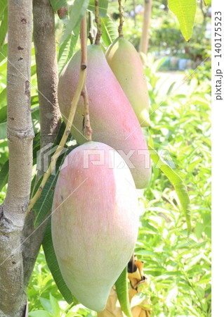 mango on tree in farm for sell are cash crops 140175523