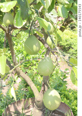 pomelo on tree in farm pomelo on tree in farm 140175543