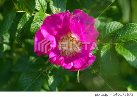 ハマナスの花 ハマナスの花 140175672